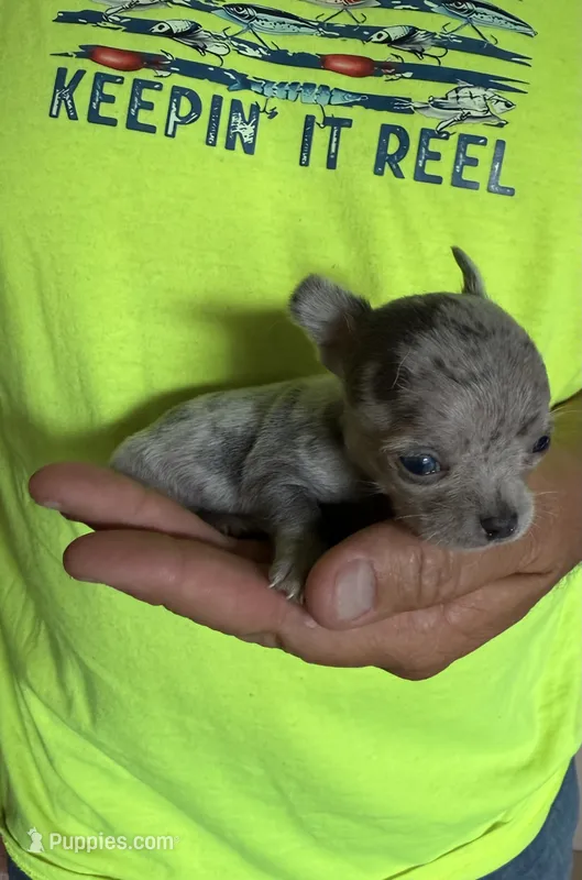 Blue swirl – Chihuahua puppy for sale in Otter Lake, MI