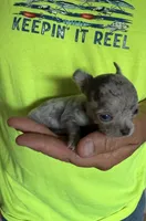 Blue swirl, a male Chihuahua for sale in Otter Lake, MI – 1 of 4