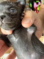 Skittles, a female Chihuahua for sale in Otter Lake, MI – 5 of 5