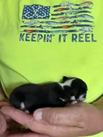Itty bitty, a male Chihuahua for sale in Otter Lake, MI – 4 of 4