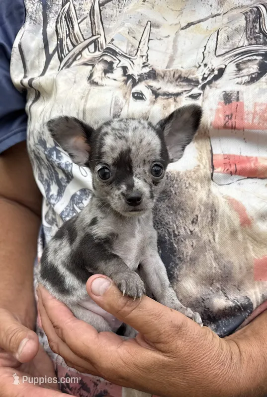 Ravioli  – Chihuahua puppy for sale in Otter Lake, MI