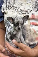 Paco, a male Chihuahua for sale in Otter Lake, MI – 1 of 10
