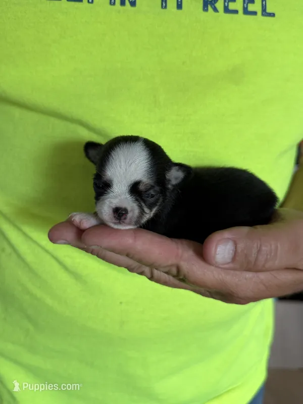 Itty bitty – Chihuahua puppy on hold in Otter Lake, MI