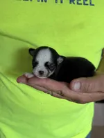 Itty bitty, a male Chihuahua for sale in Otter Lake, MI – 1 of 4