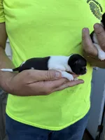 Pipper, a female Chihuahua for sale in Otter Lake, MI – 6 of 6