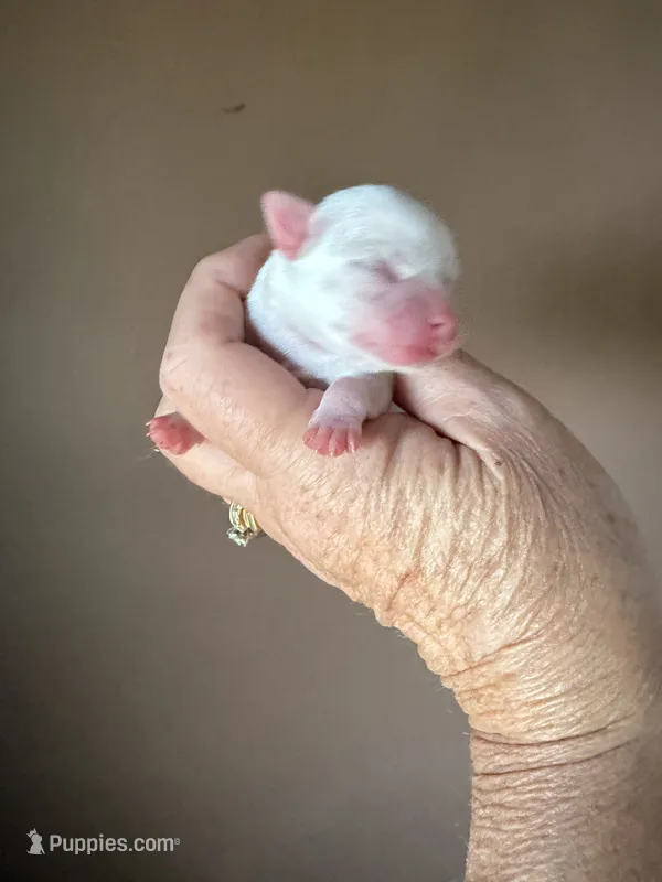 Ice – Chihuahua puppy for sale in Otter Lake, MI