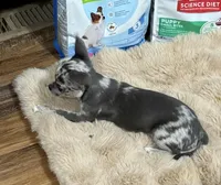 Odin, a male Chihuahua for sale in Otter Lake, MI – Photo 5 of 8