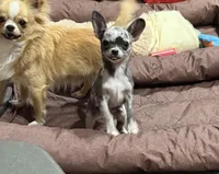 Odin, a male Chihuahua for sale in Otter Lake, MI – Photo 4 of 8