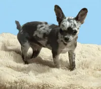 Odin, a male Chihuahua for sale in Otter Lake, MI – Photo 2 of 8