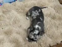 Odin, a male Chihuahua for sale in Otter Lake, MI – Photo 6 of 8