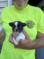 Tinker , a female Chihuahua for sale in Otter Lake, MI – 4 of 6