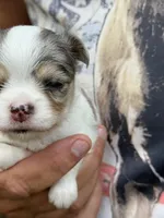 Aspen, a female Chihuahua for sale in Otter Lake, MI – 3 of 6