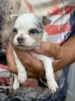Aspen, a female Chihuahua for sale in Otter Lake, MI – 1 of 6