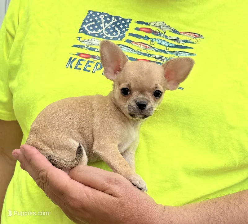Paco, a male Chihuahua for sale in Otter Lake, MI – 1 of 7