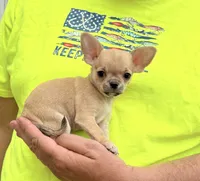 Paco, a male Chihuahua for sale in Otter Lake, MI – 1 of 7