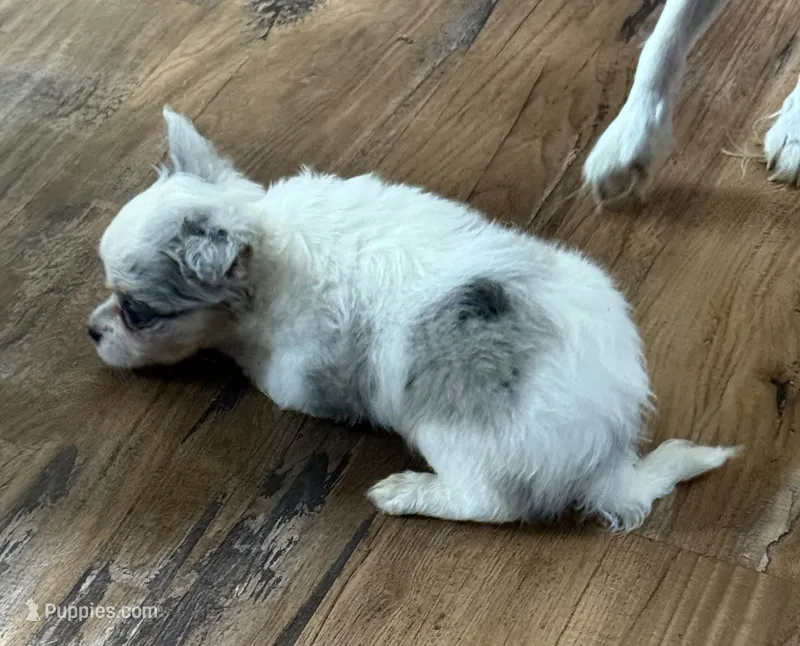 Aspen – Chihuahua puppy for sale in Otter Lake, MI