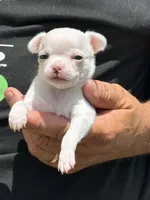 Angel, a female Chihuahua for sale in Otter Lake, MI – 2 of 6