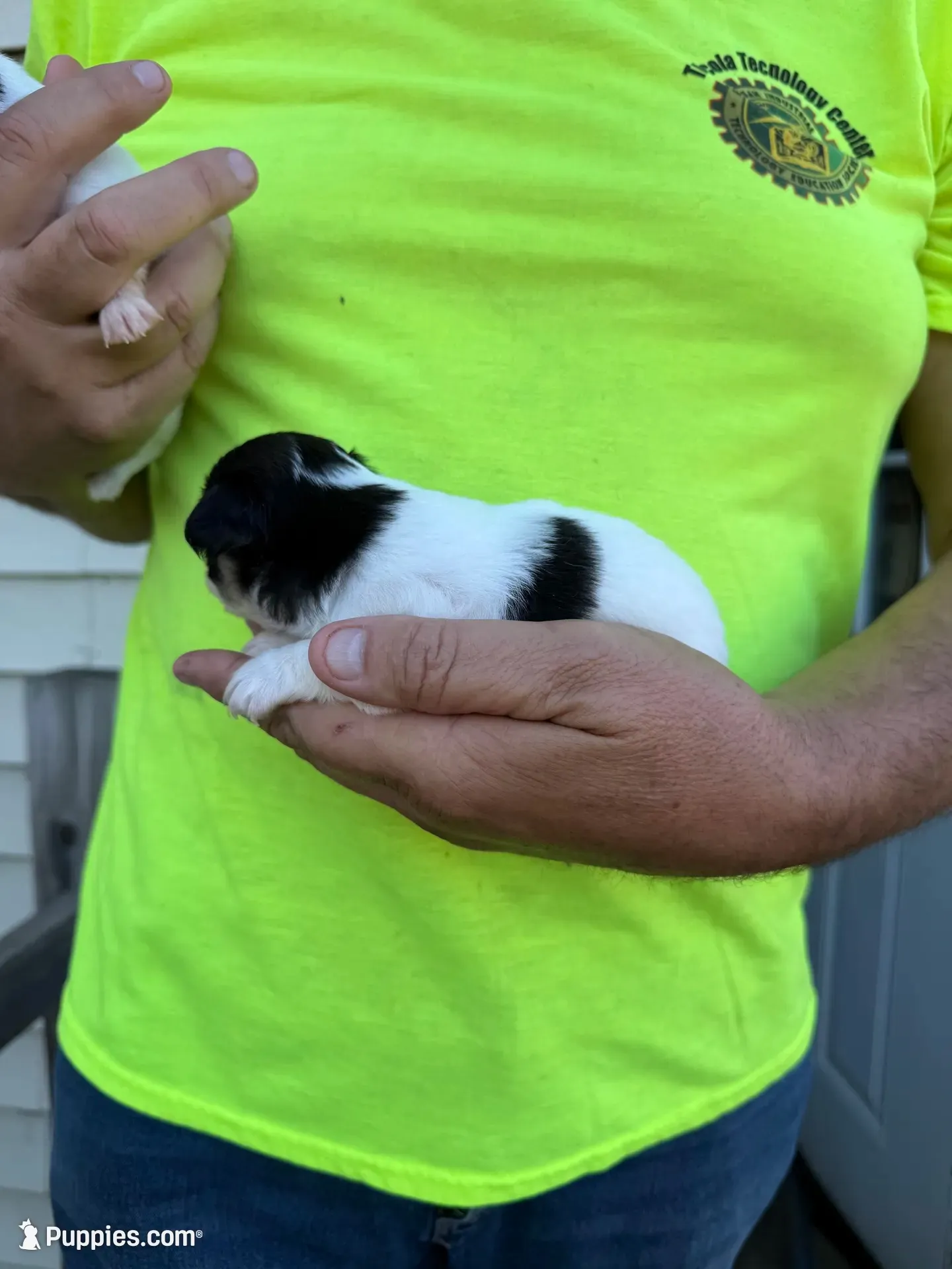 April, a female Chihuahua for sale in Otter Lake, MI – 4 of 6