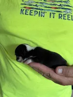 Itty bitty, a male Chihuahua for sale in Otter Lake, MI – 3 of 4