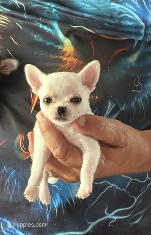 Ice – Chihuahua puppy for sale in Otter Lake, MI