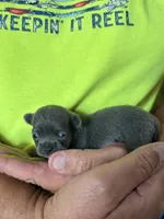 Blue, a male Chihuahua for sale in Otter Lake, MI – 4 of 4