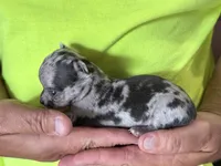 Ravioli , a male Chihuahua for sale in Otter Lake, MI – 4 of 4