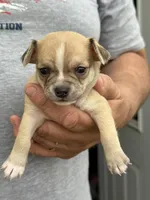 Tarnish, a male Chihuahua for sale in Otter Lake, MI – Photo 2 of 4