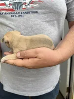 Tarnish, a male Chihuahua for sale in Otter Lake, MI – Photo 4 of 4