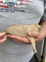 Tarnish, a male Chihuahua for sale in Otter Lake, MI – Photo 3 of 4