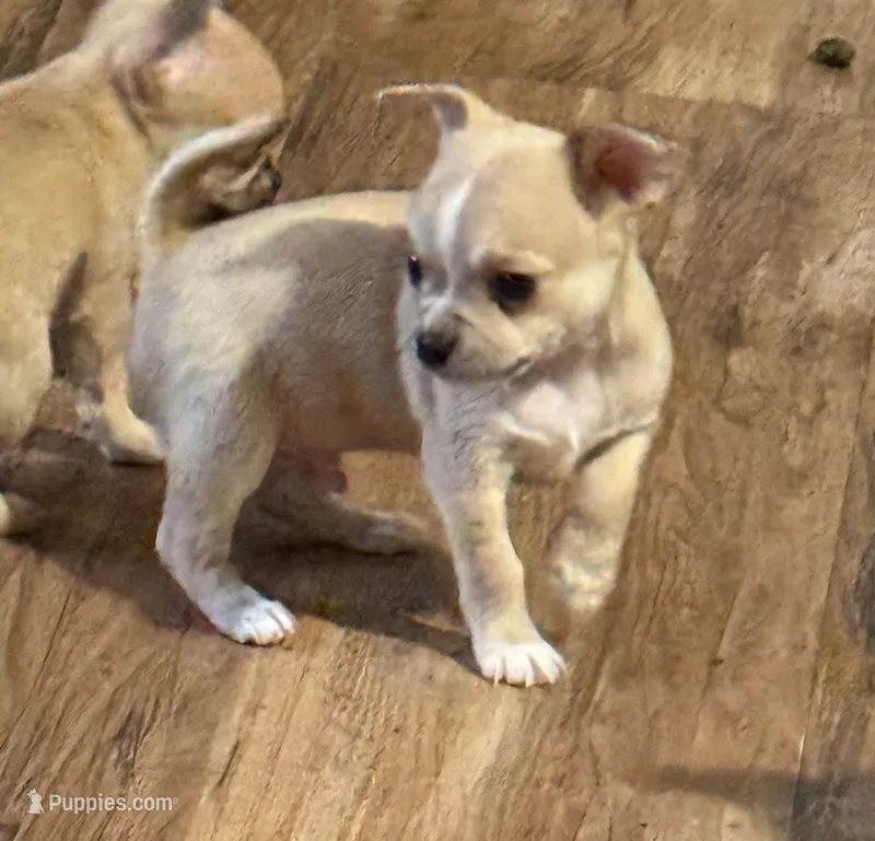 Tarnish – Chihuahua puppy for sale in Otter Lake, MI