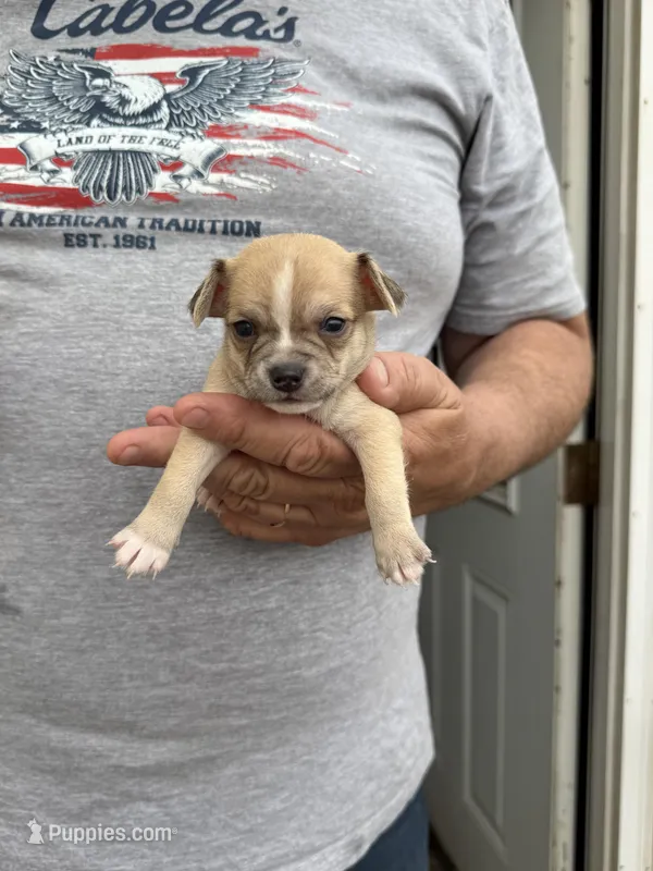 Tarnish – Chihuahua puppy for sale in Otter Lake, MI