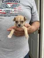 Tarnish, a male Chihuahua for sale in Otter Lake, MI – Photo 1 of 4