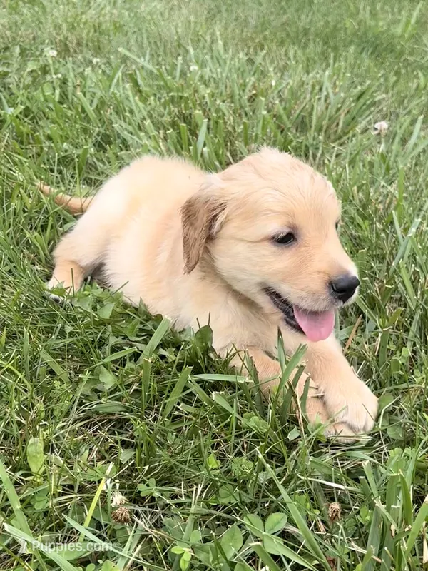 Bell – Golden Retriever puppy for sale in Cub Run, KY