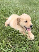 Bell AKC, a female Golden Retriever for sale in Cub Run, KY – 2 of 9