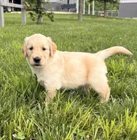Dolly, a female Golden Retriever for sale in Cub Run, KY – 3 of 5