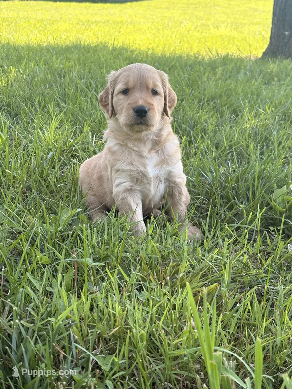 Betsy – Golden Retriever puppy for sale in Cub Run, KY