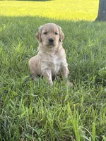 Betsy, a female Golden Retriever for sale in Cub Run, KY – 1 of 3