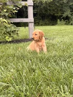 Liberty AKC, a female Golden Retriever for sale in Cub Run, KY – 7 of 8