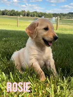 Rosie AKC, a female Golden Retriever for sale in Cub Run, KY – 8 of 8