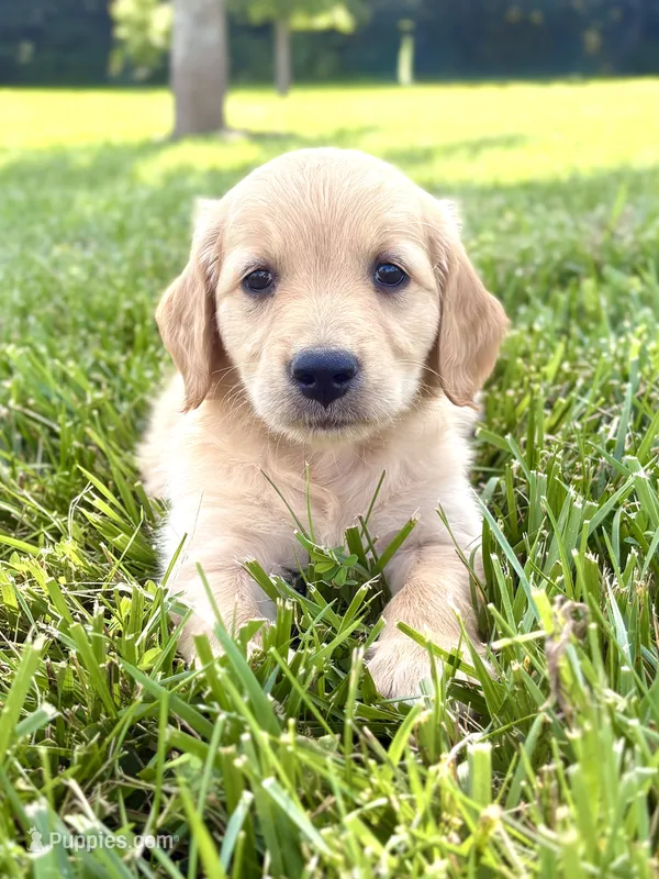 Bell – Golden Retriever puppy for sale in Cub Run, KY