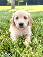 Bell AKC, a female Golden Retriever for sale in Cub Run, KY – 1 of 9