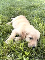 Bell AKC, a female Golden Retriever for sale in Cub Run, KY – 8 of 9