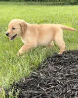 Ginny AKC, a female Golden Retriever for sale in Cub Run, KY – 2 of 8