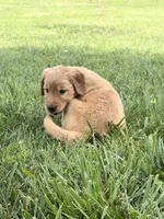 Betsy AKC, a female Golden Retriever for sale in Cub Run, KY – 3 of 5