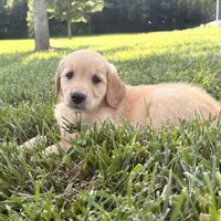 Bell AKC, a female Golden Retriever for sale in Cub Run, KY – 3 of 9