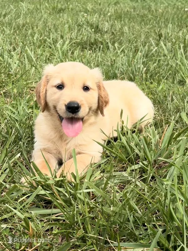 Mary – Golden Retriever puppy for sale in Cub Run, KY