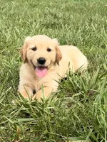Mary AKC, a female Golden Retriever for sale in Cub Run, KY – 1 of 10