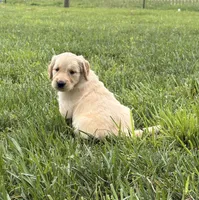 Dolly, a female Golden Retriever for sale in Cub Run, KY – 4 of 5