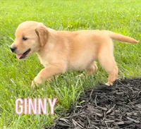 Ginny AKC, a female Golden Retriever for sale in Cub Run, KY – 8 of 8