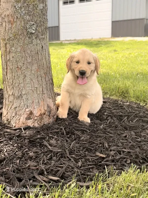 Dolly – Golden Retriever puppy for sale in Cub Run, KY